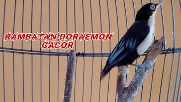 Suara Burung Rambatan Doraemon | Tajam Rapat Jernih | Cocok Untuk Masteran