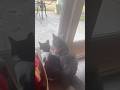 When you people watch with your buddy #cat #kitty #shorts #catsoftiktok #fyp
