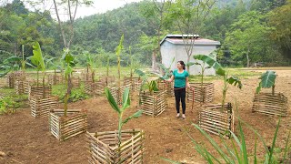 Plant a banana garden in the hope of getting an early harvest, live with nature  Ly Hieu Hieu