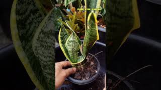 Transferring Sansevieria from grow bag to nursery pot 😍😍😍