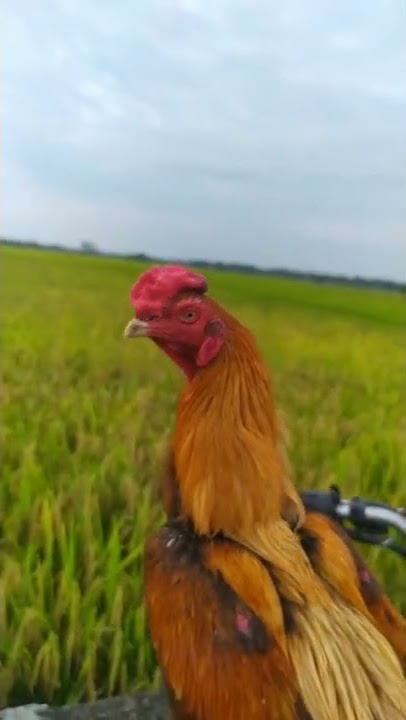 piye maszeh  ayam bangkok ekor lidi storyWA #shorts,#ayam #ayambangkokekorlidi #bangkok#aseel#mangon