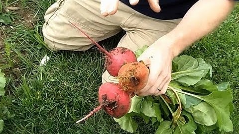 Harvesting Spring Beets Planting Fall Beets  -The Wisconsin Vegetable Gardener Straight to the Point