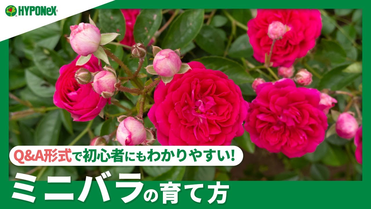 ☘243：【Q&A】ミニバラの育て方｜きれいな花を沢山咲かせる方法は？水
