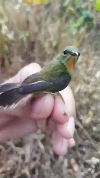 mikat dapat kolibri sepah raja #kolibrisepahraja #pikatkolibri #shorts