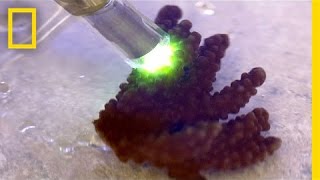 Super Coral That Can Survive Global Warming | National Geographic