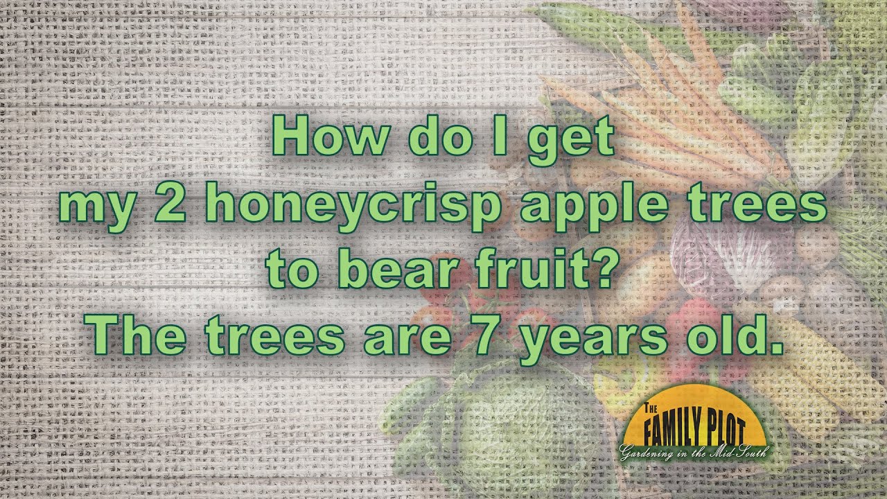 How Big Do Dwarf Honeycrisp Apple Trees Get How Big Do Dwarf Honeycrisp Apple Trees Get