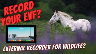Use an External Recorder for Wildlife Photography? Record Your EVF? Featuring the Shimbol Memory 1