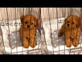 飼い主帰宅で喜ぶ(？)トイプードルの子犬