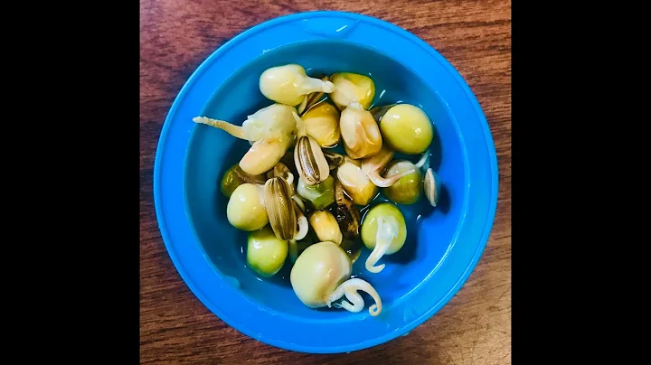 THE FASTEST SEED GERMINATION (HYDROGEN PEROXIDE) GARDEN HACK! #seeds #germinatingseeds