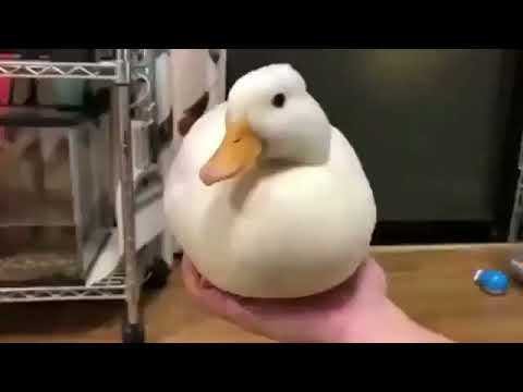 Исчезающая утка
