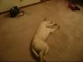 Bizkit the sleepwalking running dog