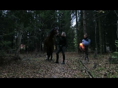Video: Pidävätkö hevoset kaurasta heinää?