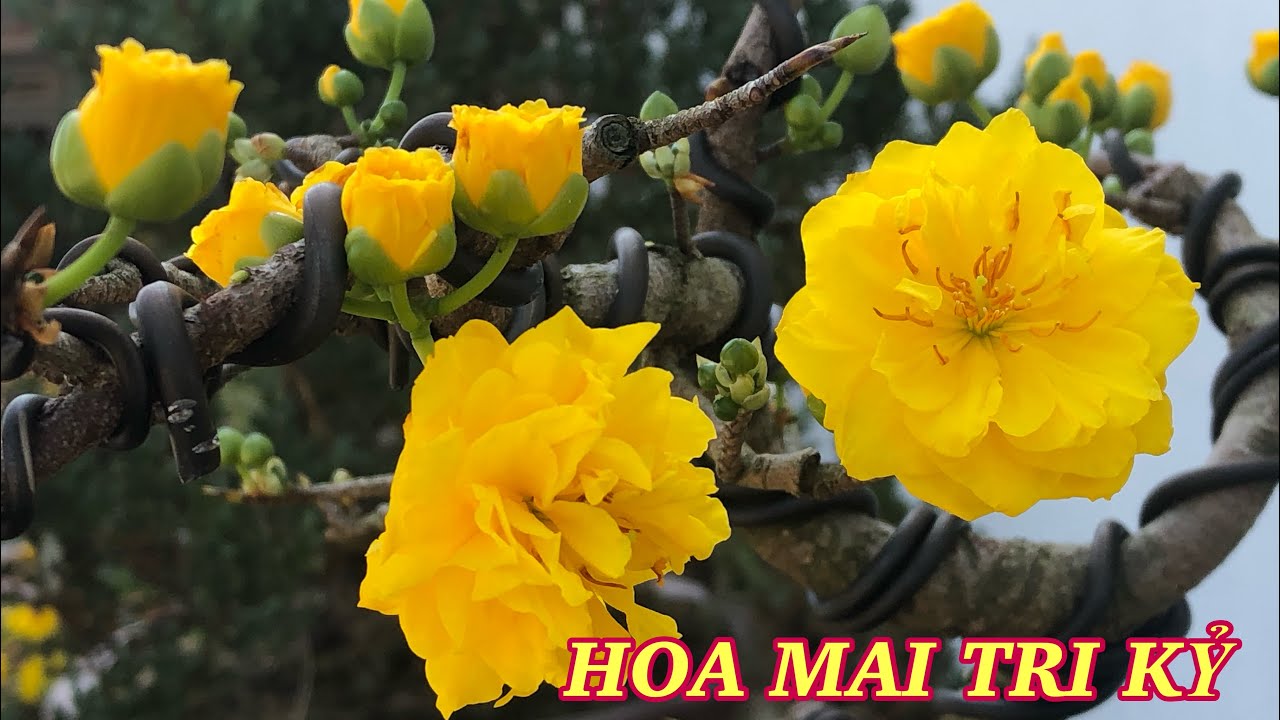 XEM HOA MAI TRI KỶ NGÀY MÙNG 4
