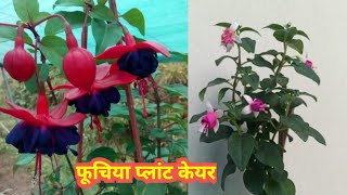 How To Care Fuchsia Plant l fuchsia plant ki dekhbhal  / Dancing Doll Plant