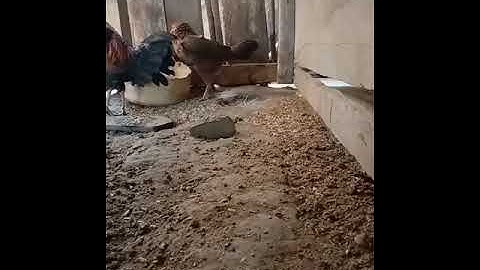 Cận cảnh con gà rừng rặc siêu đẹp bao đạp mái...how to cast f1 chicken