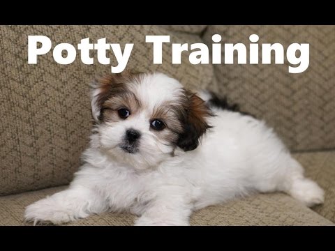 how to potty a 6 week puppy mal shi puppies at 5 weeks funnydog tv how to potty a 6 week puppy mal shi puppies at 5 weeks funnydog tv