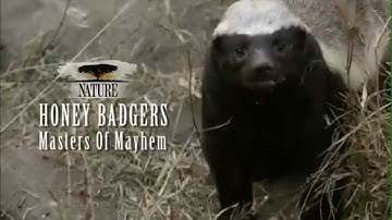 Nature: Honey Badgers: Masters of Mayhem PREVIEW