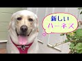 ドッグコペンハーゲンのコンフォートウォークプロハーネスXLが最高すぎる!ラブラドールレトリバーどん LABRADOR RETRIEVER DON
