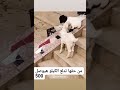 من حقها فعلا تدلع