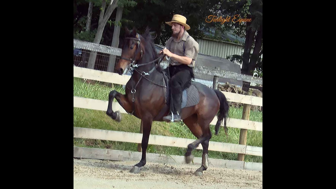 RPS SHAKE THE CROWN: Morgan Mare For Sale