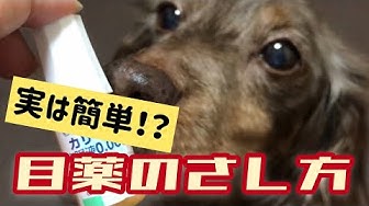 犬の目薬 Youtube 犬の目薬 Youtube