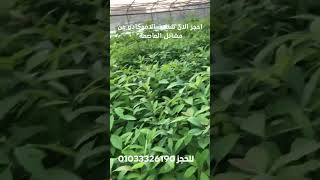 احجز الان شتلات الافوكادو من مشاتل العاصمة