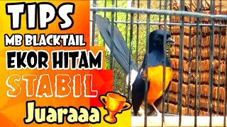 Setingan Murai Batu EKOR HITAM / Blacktail Agar STABIL Juara!! | TIPS AMPUH TERAPKAN SEGERA