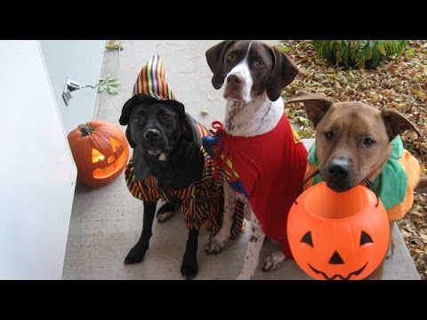 dogs in halloween costumes