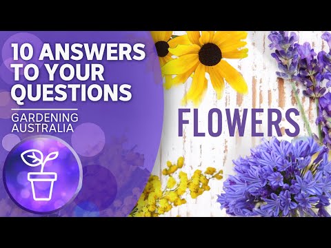 Tips for growing flowers | Your questions, our answers | Gardening Australia