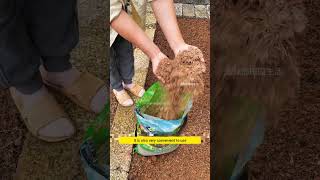 Nobody wanted these rice husks… until gardeners discovered they can transform poor soil into