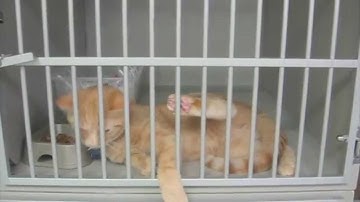 Laser Declaw 24 Hours Post-Op