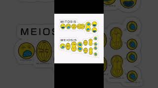 Cell Division, Mitosis Meiosis Easy Diagram