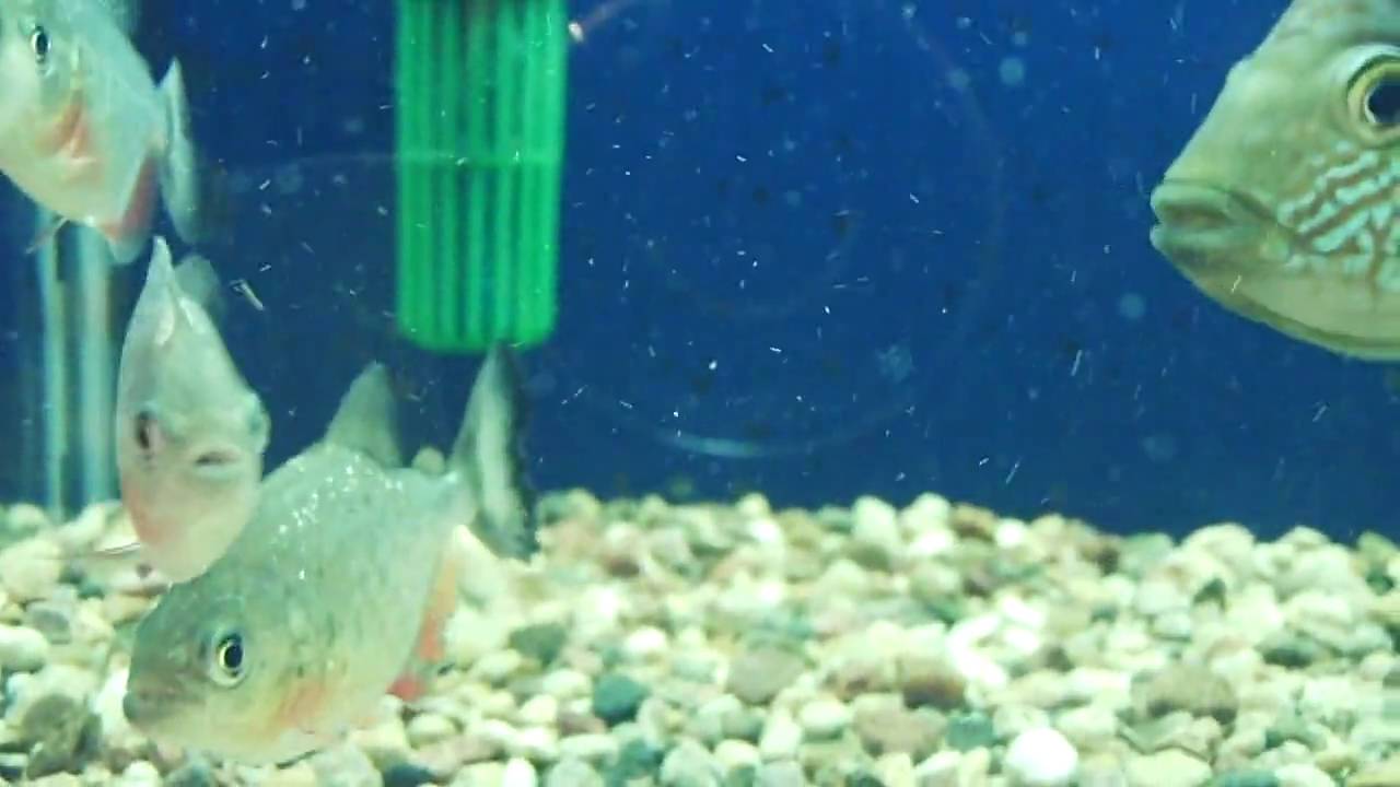 Мальки Крсной пирании (Serrasalmus nattereri)