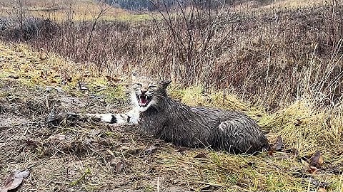 2023 Trapping Season (4th BOBCAT RELEASE)
