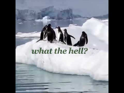 Video: Bekymmer För Nya Zeelands Wayward Penguin