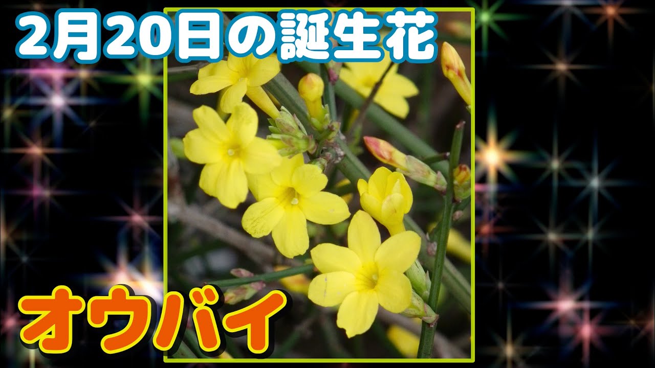 2月日の誕生花 オウバイ どんな花 あなたに送る花言葉は Youtube 2月日の誕生花 オウバイ どんな花 あなたに送る花言葉は Youtube