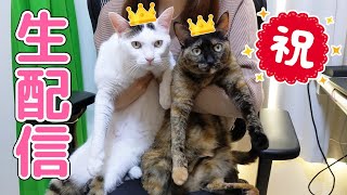 ママ復活&チロモモ3歳記念ライブ配信