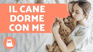 Perché il cane dorme con me?  6 motivi che ti innamoreranno