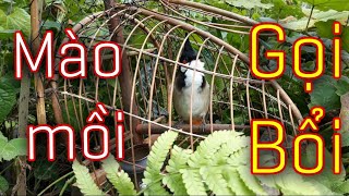 Chào Mào Mồi Hót Gọi Bổi Về Đấu - Luyện chào mào hót giọng chim mồi gọi đàn hay