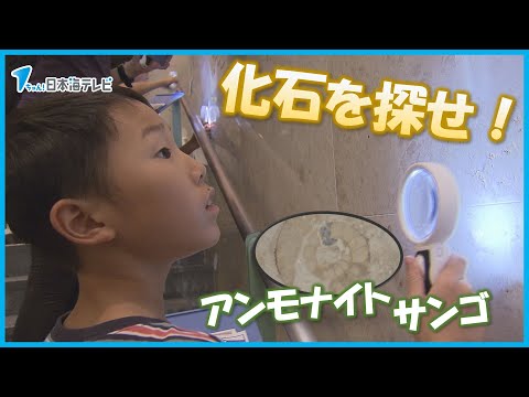 【館内の壁に化石！？】アンモナイトやサンゴなどの化石を見つけるイベント　鳥取県鳥取市