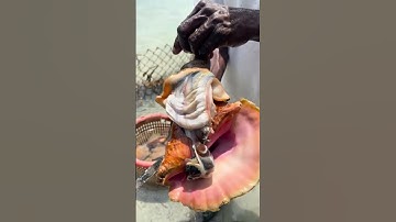Removing a mollusk from its conch shell 🐚
