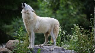 Вой волка (Звук одиночного волчьего воя) | (12 Секунд)