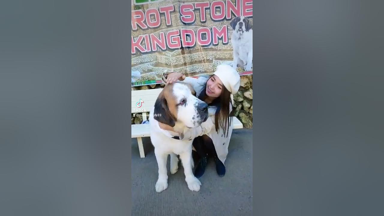 THE FAMOUS DOG AT BAGUIO CITY! 🐶💖 YouTube