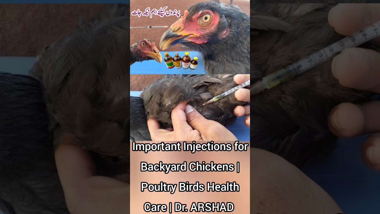 B Vitamins for Birds | Vitamin B Complex injection for Chickens | Dr.  ARSHAD - YouTube
