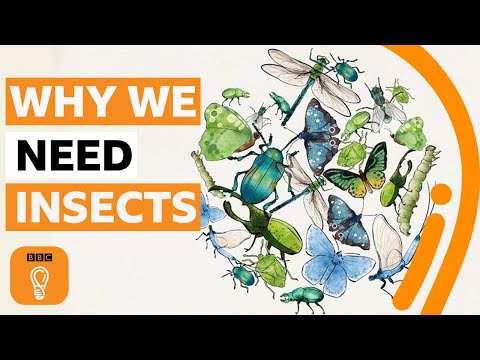Video: Varför är holometabola insekter så framgångsrika?