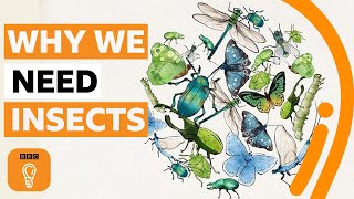 Why insects are so crucial to life on Earth | BBC Ideas