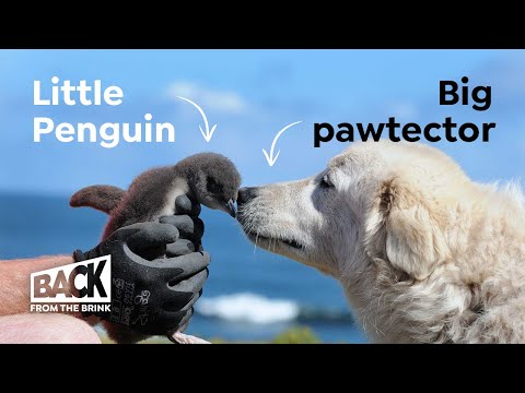 Video: Pet Scoop: Residents Rescue Blind Dog Z jezera, tučňák mláďata Hand-Reared v Zoo