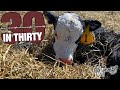 Introducing Ourselves and Our New Calves - 30in30 #1