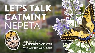 Let's Talk Catmint (Nepeta) 💜 Garden Guru Sean at The Gardener's Center