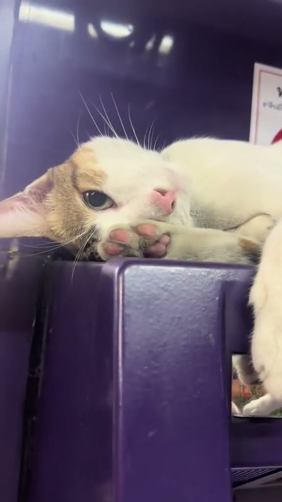 top des vidéos très mignon